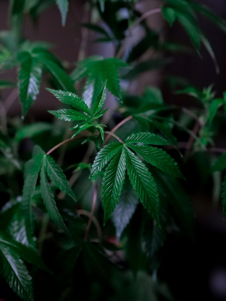 This is a image of a hemp plant
