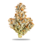 White Truffle Bud