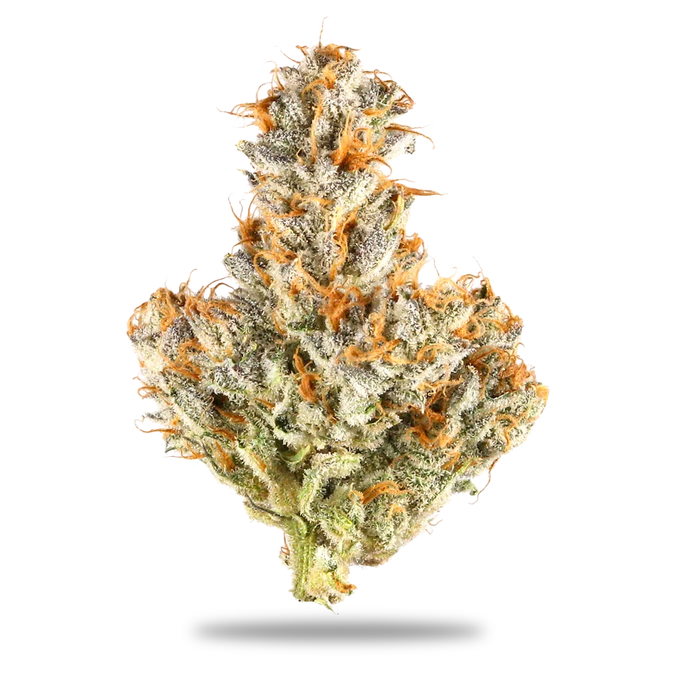 White Truffle Bud